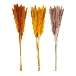 Pampas Grass