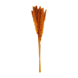 Pampas Grass