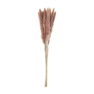 Pampas Grass