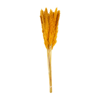 Pampas Grass