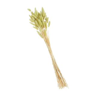 Bunny Tail Grass Bundles