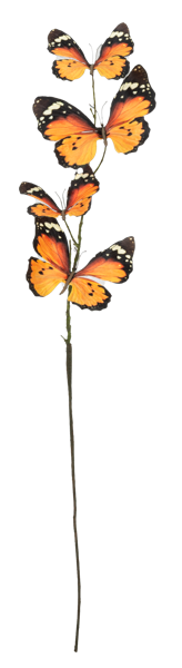 Monarch Butterfly Spray